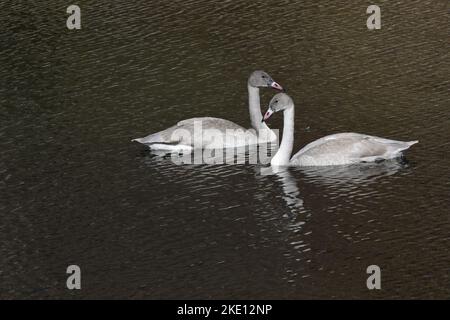 Deux cygnes trompettes juvéniles dans le Wyoming, en plumage gris et blanc de cygnes immatures Banque D'Images