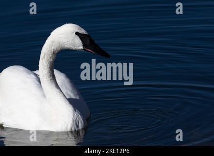 Les gouttes d'eau délicates sur la tête de Trumpeter Swan sont la beauté naturelle rehaussée par des ondulations dans l'eau bleu profond Banque D'Images