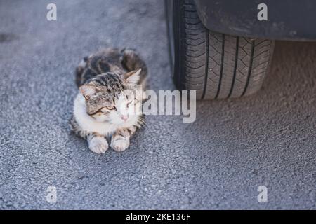 Cat se trouve près d'une roue d'une voiture garée Banque D'Images