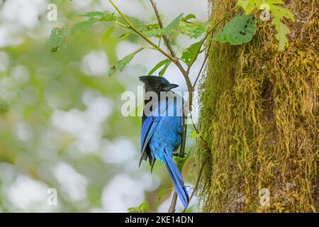 Un gros plan d'un oiseau jay de Steller perché sur une branche d'arbre à la lumière du jour Banque D'Images