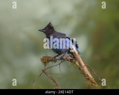 Un gros plan d'un oiseau jay de Steller perché sur une branche d'arbre à la lumière du jour Banque D'Images