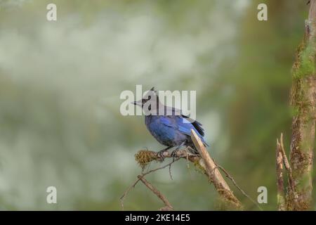 Un gros plan d'un oiseau jay de Steller perché sur une branche d'arbre à la lumière du jour Banque D'Images