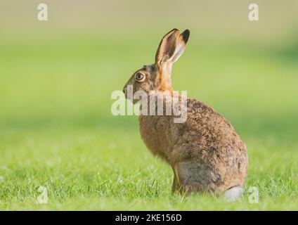 Un grand lièvre brun sain ( Lepus europaeus) assis au soleil sur un fond vert propre . Suffolk, Royaume-Uni. Banque D'Images