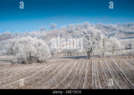 Paysage d'hiver avec gel de hore sur les arbres et les fieds. Photo prise dans la région de Rosalia, au Burgenland, en Autriche. Banque D'Images
