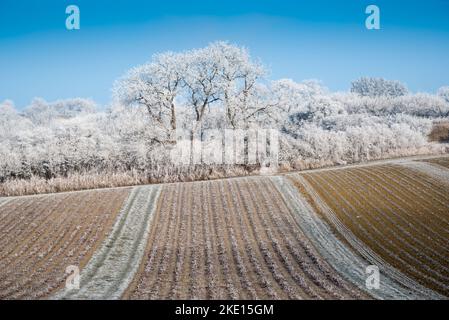 Paysage d'hiver avec gel de hore sur les arbres et les fieds. Photo prise dans la région de Rosalia, au Burgenland, en Autriche. Banque D'Images