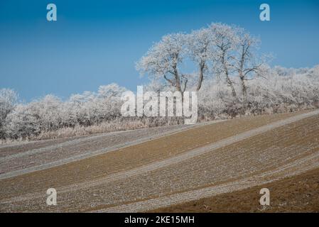Paysage d'hiver avec gel de hore sur les arbres et les fieds. Photo prise dans la région de Rosalia, au Burgenland, en Autriche. Banque D'Images