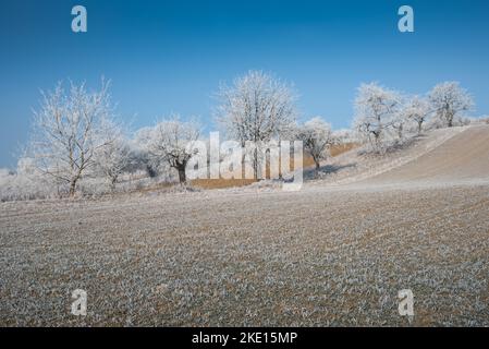Paysage d'hiver avec gel de hore sur les arbres et les fieds. Photo prise dans la région de Rosalia, au Burgenland, en Autriche. Banque D'Images