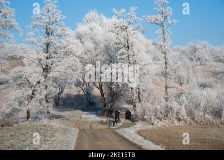 Paysage d'hiver avec gel de hore sur les arbres et les fieds. Photo prise dans la région de Rosalia, au Burgenland, en Autriche. Banque D'Images