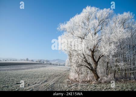 Paysage d'hiver avec gel de hore sur les arbres et les fieds. Photo prise dans la région de Rosalia, au Burgenland, en Autriche. Banque D'Images