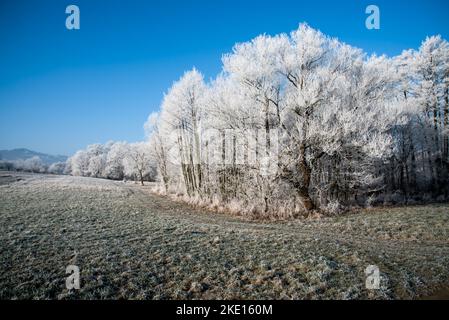 Paysage d'hiver avec gel de hore sur les arbres et les fieds. Photo prise dans la région de Rosalia, au Burgenland, en Autriche. Banque D'Images
