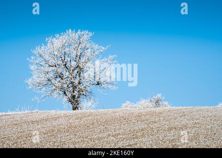 Paysage d'hiver avec gel de hore sur les arbres et les fieds. Photo prise dans la région de Rosalia, au Burgenland, en Autriche. Banque D'Images