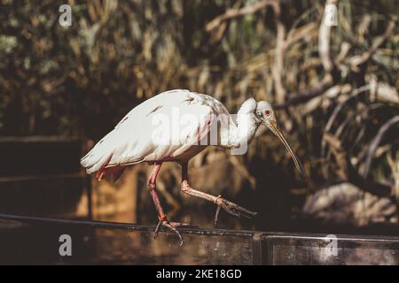 Gros plan. Un pélican blanc aux yeux rouges. debout sur le bord d'une clôture en bois dans un zoo au bord de l'eau. Banque D'Images