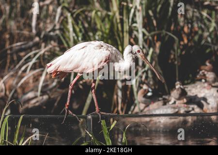 Gros plan. Un pélican blanc aux yeux rouges. debout sur le bord d'une clôture en bois dans un zoo au bord de l'eau. Banque D'Images