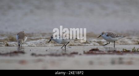 Trois sanderling (Calidris alba) passage à gué , nourrissant et songeant leurs chênes dans le sable dans la zone intertidale de capture de nourriture . Banque D'Images