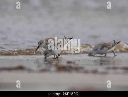 Trois sanderling (Calidris alba) se nourrissant, sonder leurs becs dans le sable dans la zone intertidale de la prise de nourriture . Banque D'Images