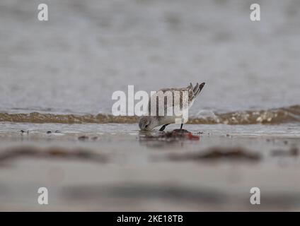 Sanderling (Calidris alba) se dirige dans le sable, attrapant des proies dans la zone intertidale de la côte atlantique. Banque D'Images