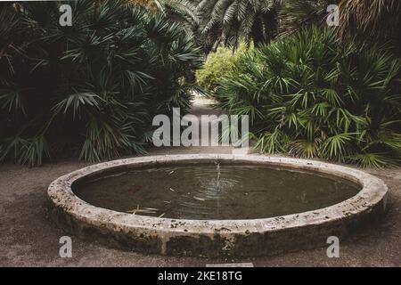 fontaine circulaire avec bords en béton dans un parc au milieu d'un chemin piétonnier près des plantes vertes et des palmiers. Banque D'Images