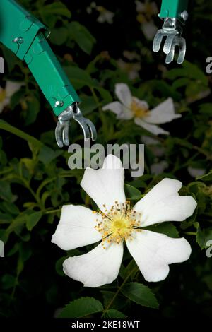 Les bras mécaniques de robot collectent des fleurs réelles - Jardinage ai intelligence artificielle - cultures robotiques Banque D'Images