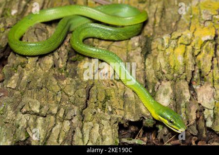 Gonyosoma oxycephalum, la couleuvre mince arboriale, la couleuvre mince à queue rouge et la couleuvre agile à queue rouge Banque D'Images