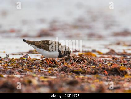 Un Turnstone ( Arenaria interprés) qui se ramasse à travers des tas d'algues de mer sur la plage, à la recherche de nourriture. Co Galway , Irlande Banque D'Images