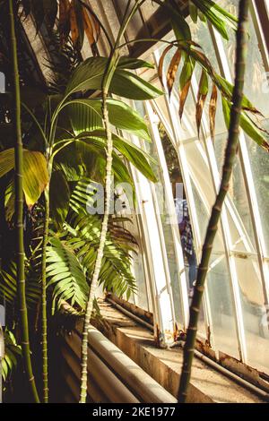 Plantes vertes sur lesquelles le soleil brille à travers des fenêtres de serre avec des cadres en bois blanc. Banque D'Images