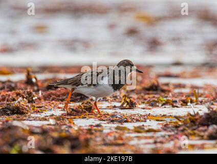 En déplacement. Un Turnstone ( Arenaria interprés) qui se ramasse à travers des tas d'algues de mer sur la plage, à la recherche de nourriture. Co Galway , Irlande Banque D'Images