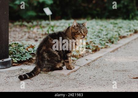 le chat brun est assis dans un lit de fleurs dans un parc à côté d'un chemin de sable piétonnier bordé de bordures de briques. Banque D'Images