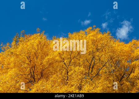 Feuilles jaunes vibrantes de l'arbre de noyer cendré en automne Banque D'Images