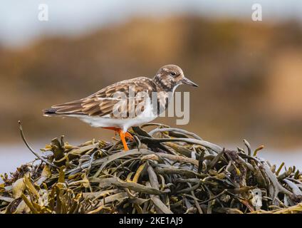 Une pierre tournante ( Arenaria interprés) qui traverse des tas d'algues marines sur une côte rocheuse, à la recherche de nourriture. Co Galway , Irlande Banque D'Images