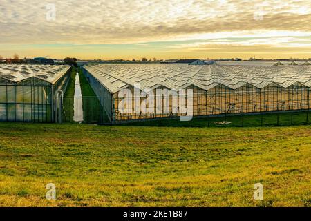 Serres horticoles au coucher du soleil, Westland, pays-Bas Banque D'Images