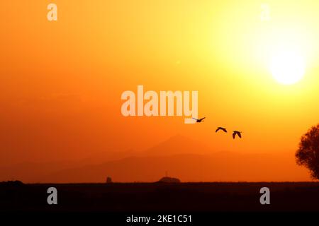 Le soleil brille et des silhouettes d'oiseaux volant dans le ciel du coucher du soleil se dirigent vers la maison. silhouette de montagne dans le foyer background.selective Banque D'Images