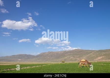 Plaine herbeuse d'Erzurum au pied de la montagne. Paysage agricole. Un âne de berger paître dans la verdure.foyer sélectif. Banque D'Images