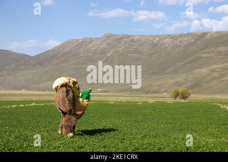 Plaine herbeuse d'Erzurum au pied de la montagne. Paysage agricole. Un âne de berger paître dans la verdure.foyer sélectif. Banque D'Images