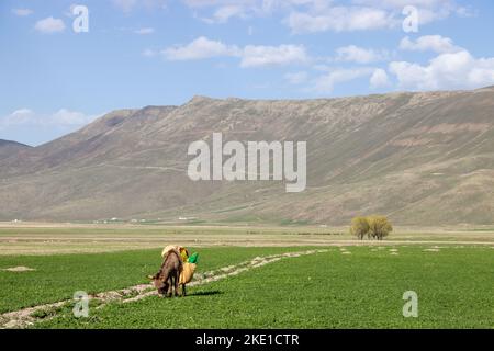 Plaine herbeuse d'Erzurum au pied de la montagne. Paysage agricole. Un âne de berger paître dans la verdure.foyer sélectif. Banque D'Images