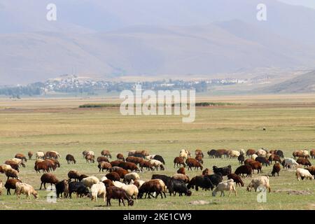 Élevage des animaux dans les terres anatoliennes. Moutons paître sur la plaine. Paysage plat. Banque D'Images