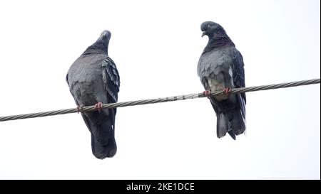 Un gros plan de deux pigeons perchés sur un fil contre le fond blanc Banque D'Images