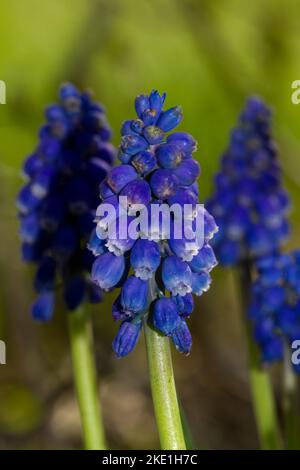 Gros plan des belles fleurs bleues de la jacinthe de raisin arménienne Banque D'Images