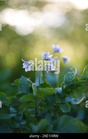 Un cliché vertical de fleurs de pomme de terre délicates (Solanum tuberosum) sur fond flou Banque D'Images