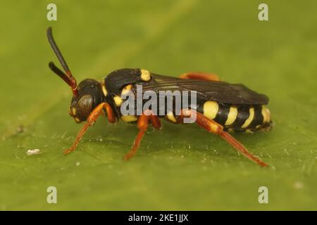 Un gros plan d'une abeille cuckoo solitaire (nomada rufipes) isolée sur une feuille verte Banque D'Images