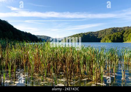 Belle journée au lac avec vue sur les montagnes et une forêt. L'herbe qui s'est défait d'eau devant. Banque D'Images
