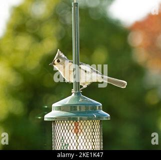 Tisouris touffeté oiseau perché sur un mangeoire à oiseaux Banque D'Images