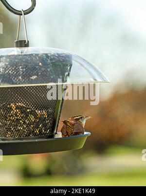 Wren oiseau perché sur un mangeoire à oiseaux Banque D'Images