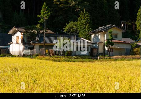 Les fermes rurales, soutenues par les pentes boisées de Satoyama, et avec des rizières en mûrissement devant elles, font une scène de campagne classique à la périphérie Banque D'Images