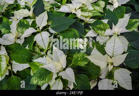 Gros plan de fleur blanche brillante avec poinsettia verte connue sous le nom d'étoile de Noël ou de Bethléem avec des feuilles variées. Variété regina, silverstar, Banque D'Images