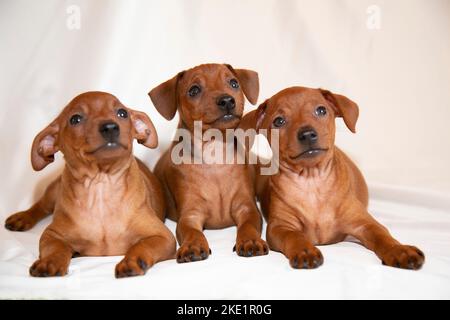 Les chiots mignons trois d'une couvée sont assis. Les chiots de deux mois sont bruns. Portraits de chiots. Banque D'Images