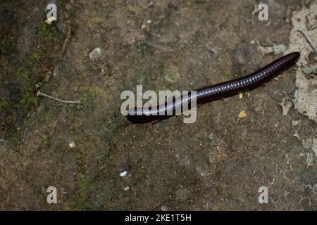 Les millipèdes sont un groupe d'arthropodes qui se caractérisent par deux paires de jambes articulées sur la plupart des segments du corps Banque D'Images