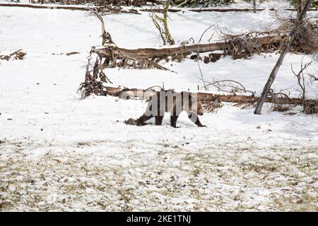 Vue d'un grizzli marchant seul dans le champ enneigé Banque D'Images