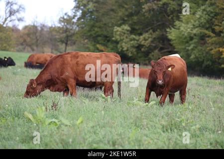 les vaches angus gazent sur un pré avec de l'herbe verte Banque D'Images