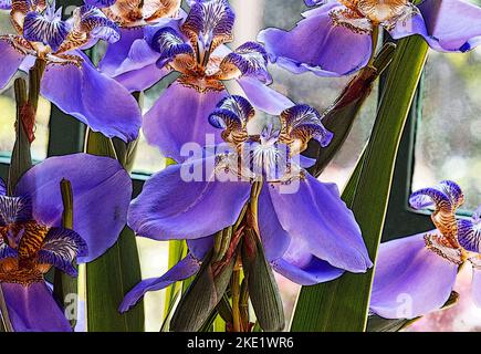 Iris Germanica fleurit sur un fond neutre Banque D'Images
