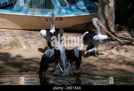 Trois pélicans australiens (Pelecanus oscillatus) au parc animalier Featherdale Wildlife Park de Sydney, Nouvelle-Galles du Sud, Australie (photo de Tara Chand Malhotra) Banque D'Images